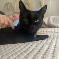 Photo of Inky* 9 Lives Project Rescue*