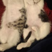 Photo of Tulip