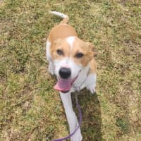 Photo of Patch (64540)