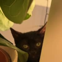 Photo of Etch A Sketch