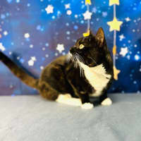 Photo of Flint   Located In Keilor Downs