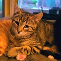 Photo of Sprinkles