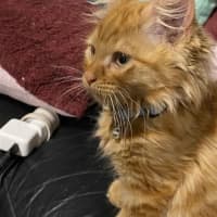 Photo of Oliver. Meet Me At Pet Stock Chelsea