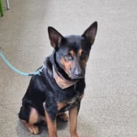 Photo of Cujo