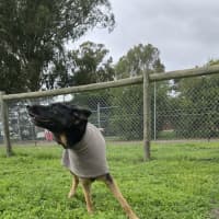 Photo of Senior Constable Bork 