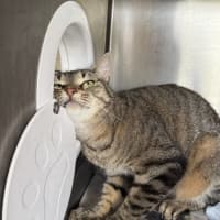 Photo of Butterball Brown