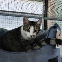 Photo of Lobo (Aka Obie)💗