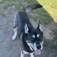 Photo of Kojack