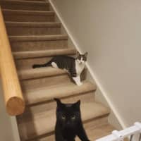 Photo of Inky* 9 Lives Project Rescue*