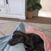 Photo of Ollie