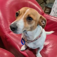 Photo of Skye   4 Year Old Jack Russell Terrier (Trial)