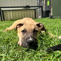 Photo of Sage