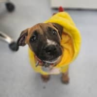 Photo of Gus