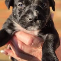 Photo of Sherbert