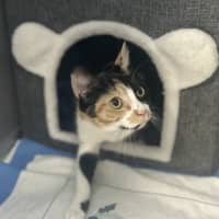 Photo of Pixie
