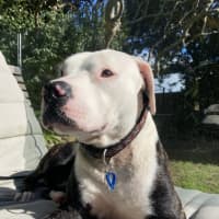 Photo of Hugo