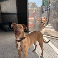 Photo of Gypsy