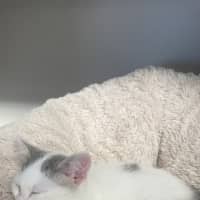 Photo of Kosey