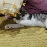 Photo of Digory