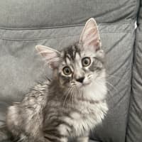 Photo of Leo