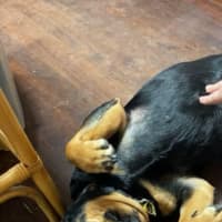 Photo of Marshmallow