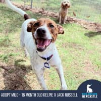 Photo of Milo   16 Month Old Jack Russell X Kelpie