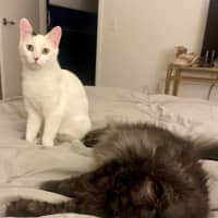 Photo of Kiwi 