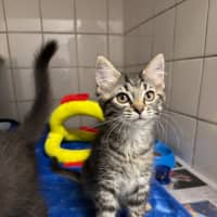 Photo of Maple
