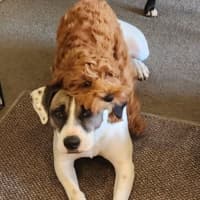 Photo of Lucy