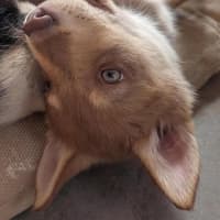 Photo of Scout (Nash)