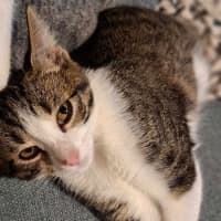 Photo of Henrietta