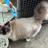 Photo of William Wallace