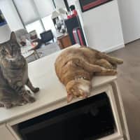 Photo of Lulu (+ Lucy)
