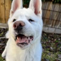 Photo of Pierogi