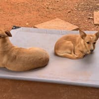 Photo of Foxie
