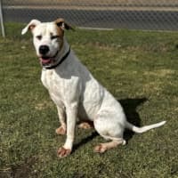Photo of Holly (68362)
