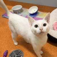 Photo of Marshmallow