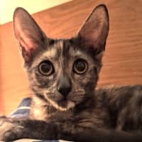 Photo of Betty