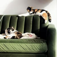 Photo of 🥂Mimosa & Bellini🥂