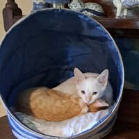 Photo of Cookie