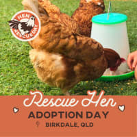 Photo of Rescue Hens