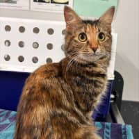 Photo of Brontosaurus