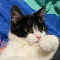 Photo of Nyx **2nd Chance Cat Rescue**