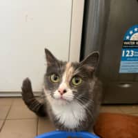 Photo of Luna