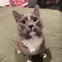 Photo of Professor Pringle