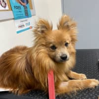 Photo of Pompom