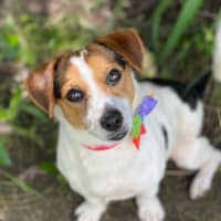 Photo of Scrappy