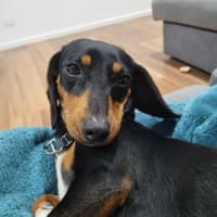 Photo of Dixie