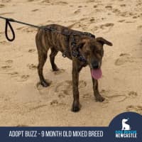 Photo of Buzz   9 Month Old Mixed Breed