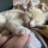 Photo of Mufassa   In Foster Care In Bentleigh East